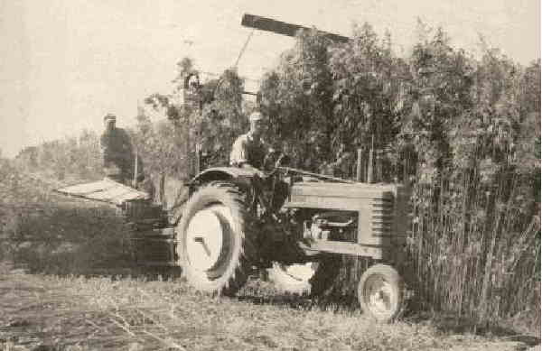 Hemp Farmer