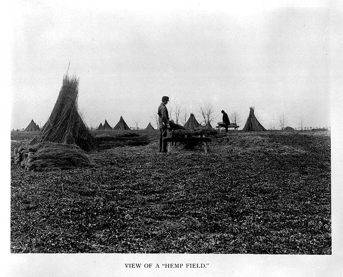 Kentucky Hemp field 1898